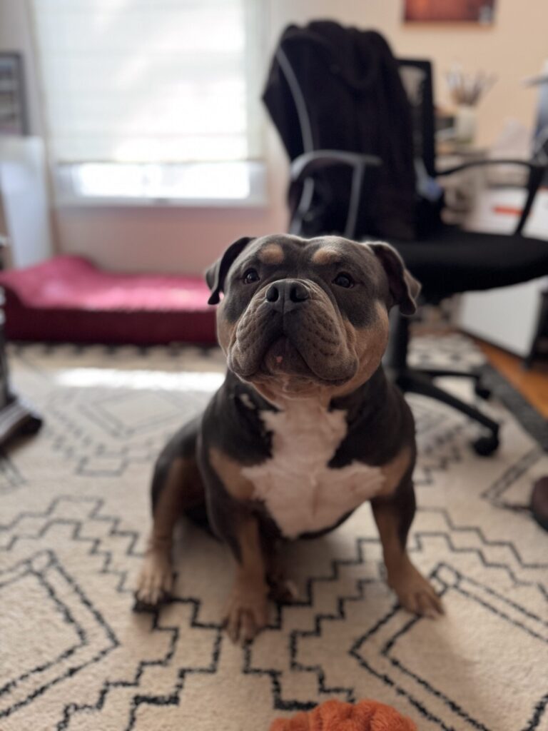 A young tri color bully dog sits in an office setting with soft light in the background